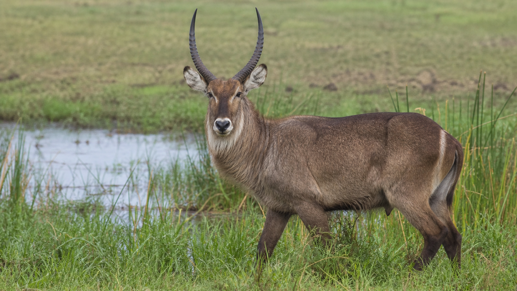 Waterbuck