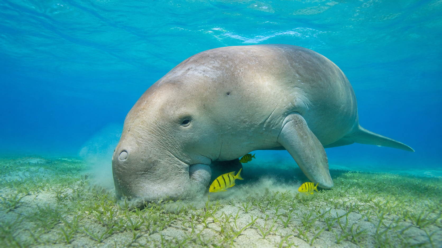 Dugong