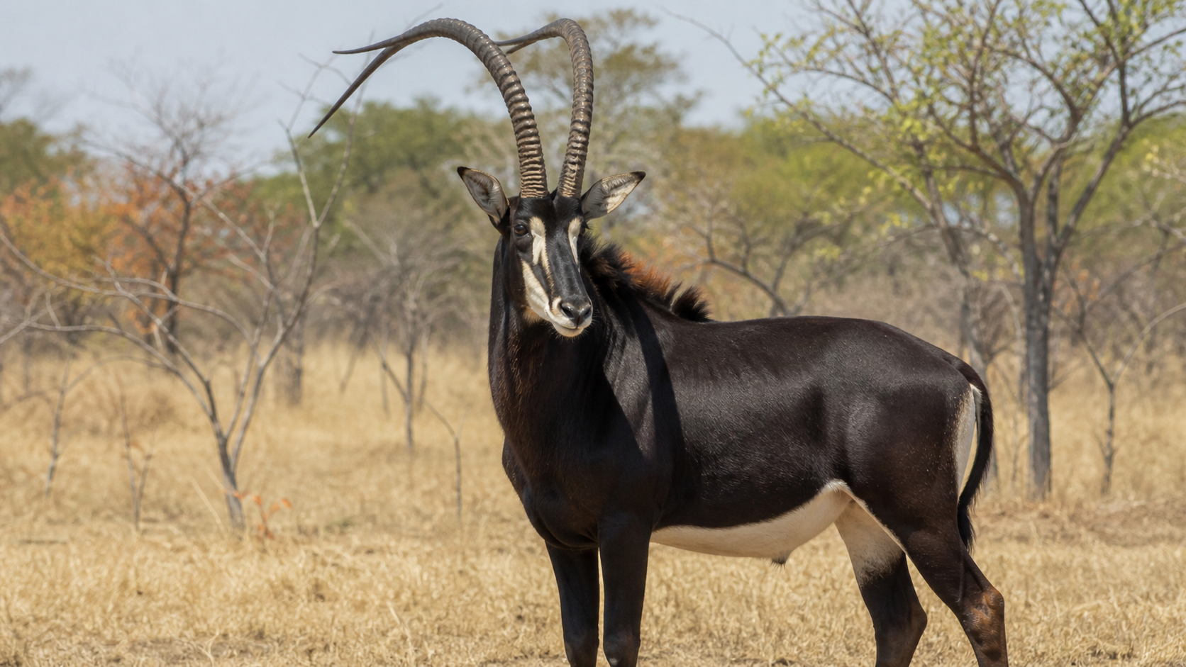 Sable Antelope