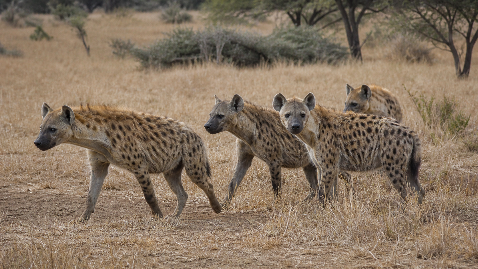Hyena