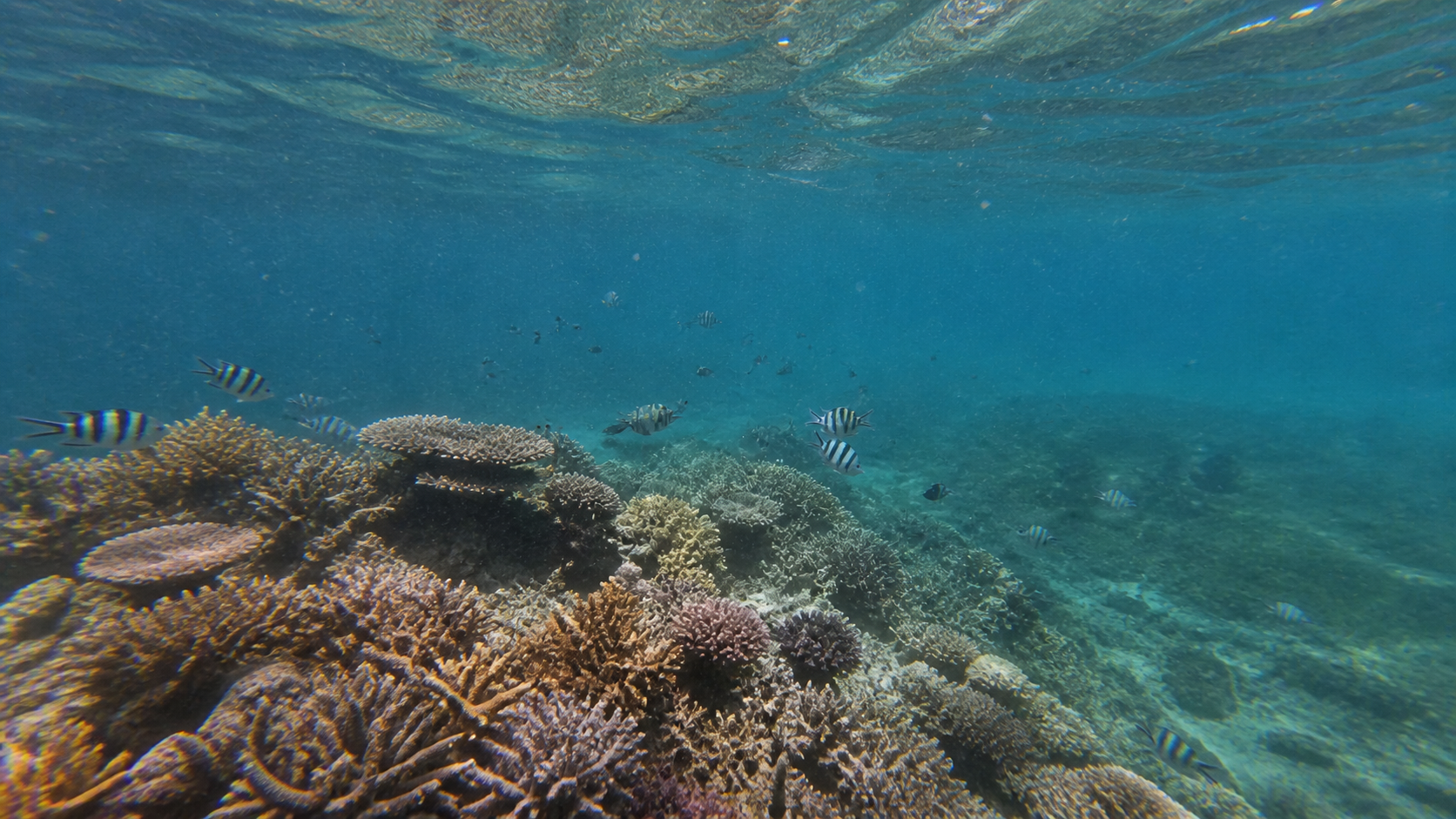 Coral Reef