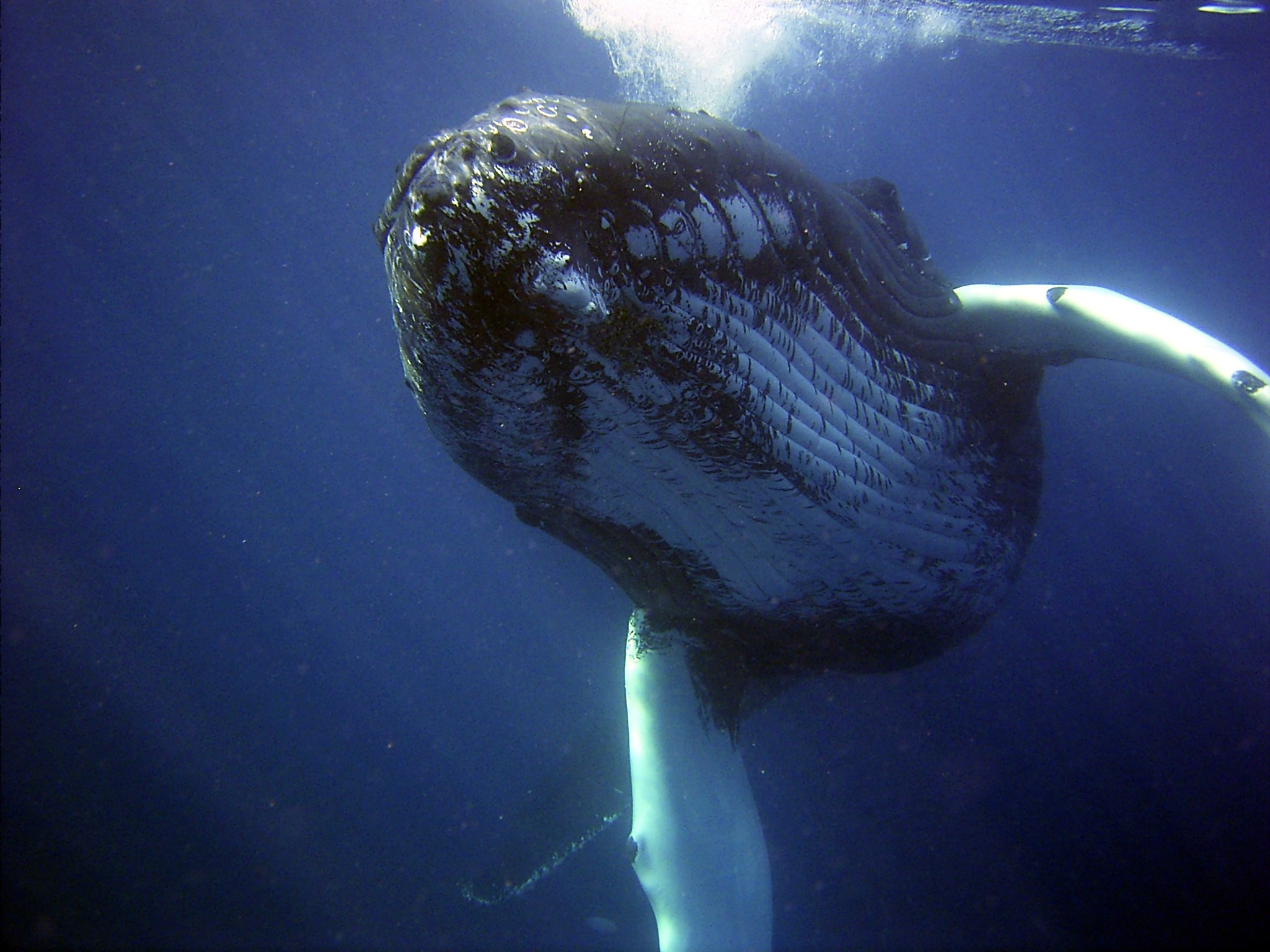 海上に現れるザトウクジラ